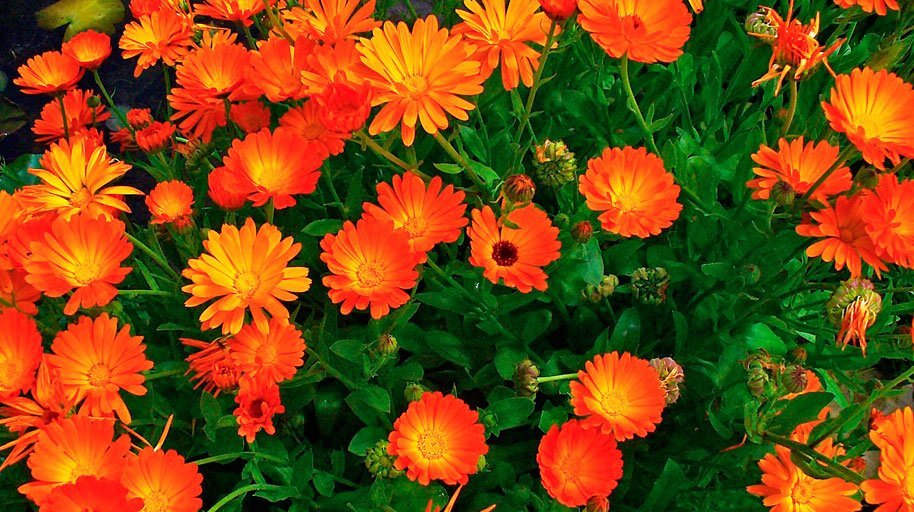 calendula
