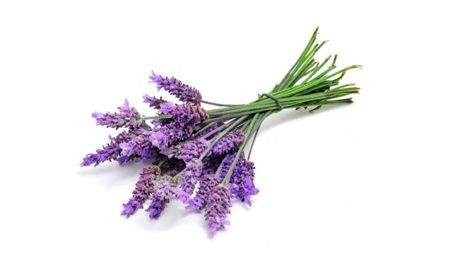 lavanda