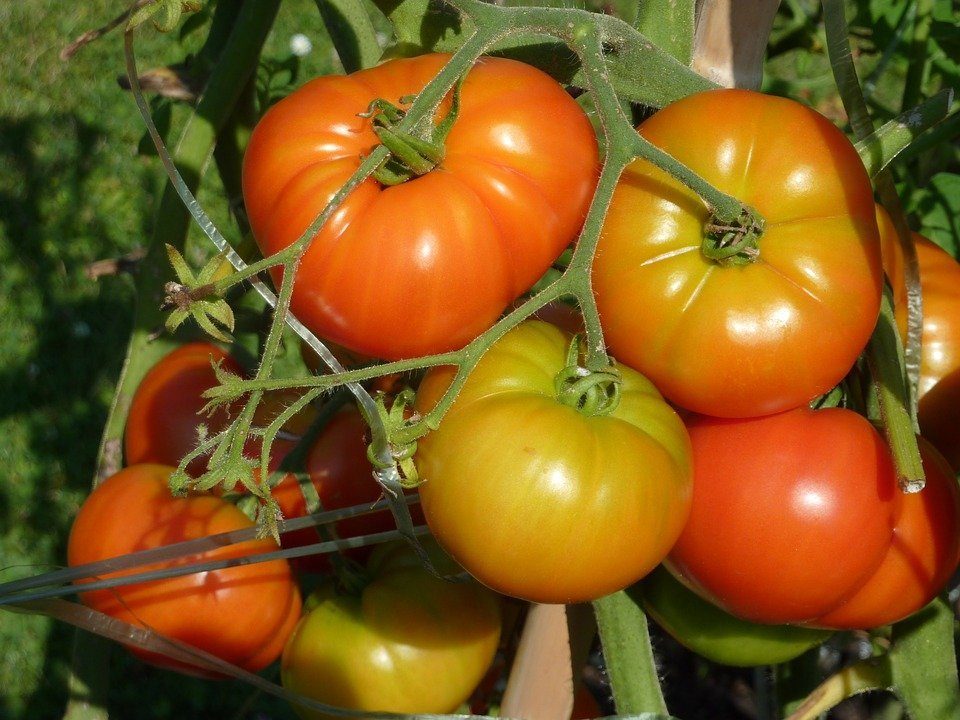 El tomate de Lodosa: orgullo de Navarra