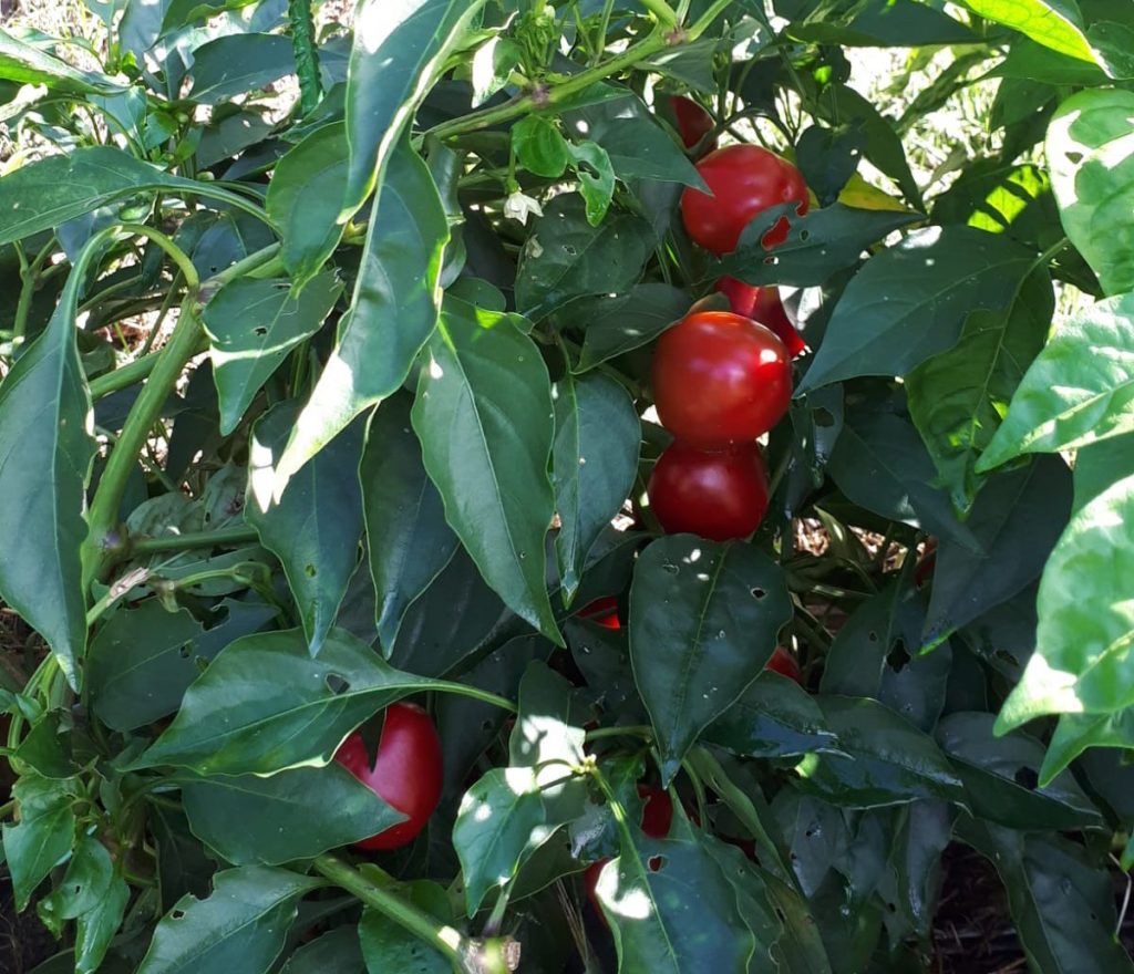 Dónde comer los mejores pimientos rojos en Vizcaya [+ Beneficios]